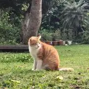 ゆずの画像