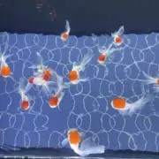 いっくんの画像