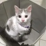 あかちゃんまんの画像