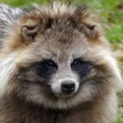 くましゃん