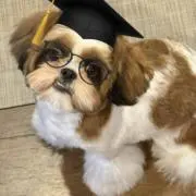 日本犬↓の画像