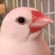 あいあいの画像
