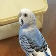 アオイトリの画像