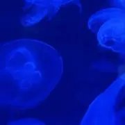 nkriの画像