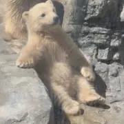 うしの画像