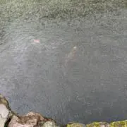 さかもとの画像
