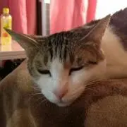 ポン助