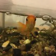 ガリガリガッキーの画像