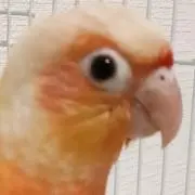 す〜の画像