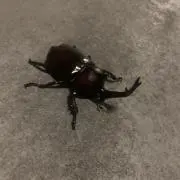 かに