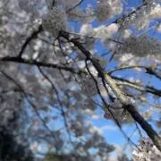 miaの画像