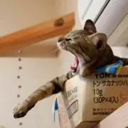 とら山とら次郎の画像