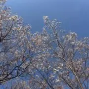 ネサンの画像