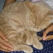 ぷーちゃんの画像
