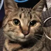 りゅう