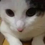 煙草・ペットなしの画像