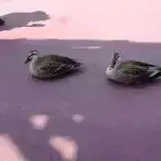 ぷぅの画像