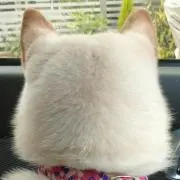 ムムムの画像