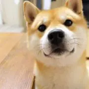 だっくの画像