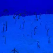 ちびまるの画像