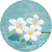 ありの画像