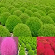 Kokiaの画像