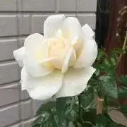 nacky430プロフ必読お願いしますの画像