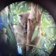 あちちの画像