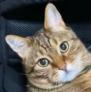 にゃんこ先生の画像