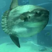 Monの画像