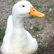 グーアー