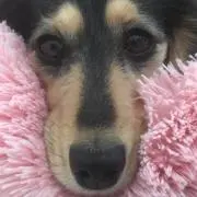 ゆああの画像