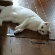 みみみの画像
