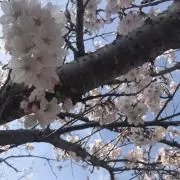 こころ