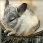 Yukiyomuの画像