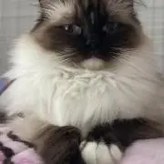 Mia ^_^ミア