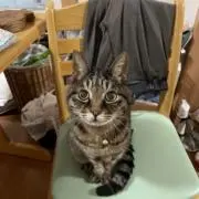 弱腰ペダルの画像