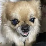 まつの画像