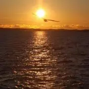 Telの画像