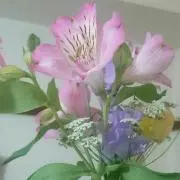 ルラミミ