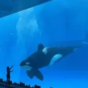 ABCの画像