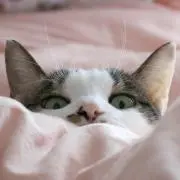あっこどんの画像