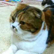 つきみ