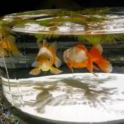 めんたいこの画像