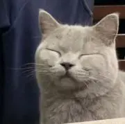 いたとんの画像