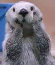 うさちゃん