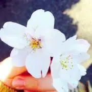 朔