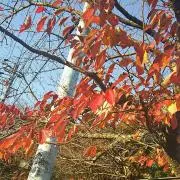 ☆ぺこみーの画像