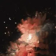 ツキの画像