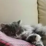 えり